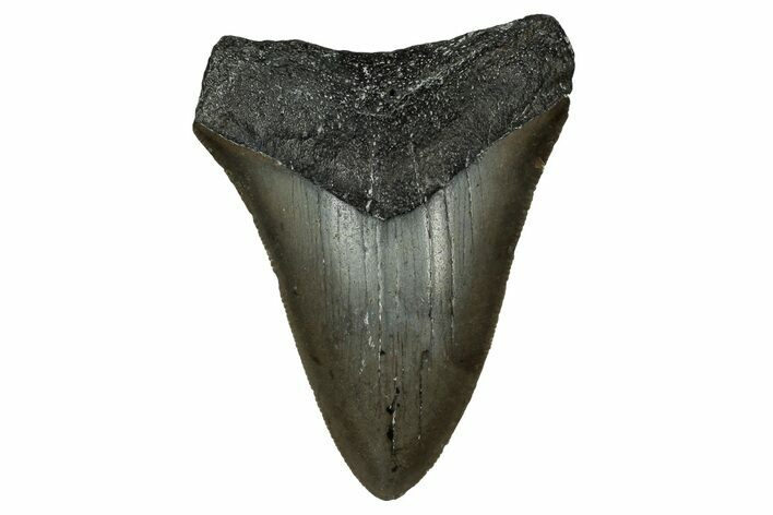 Serrated, Juvenile Megalodon Tooth - North Carolina #351198